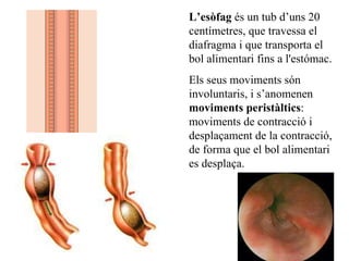 L’esòfag  és un tub d’uns 20 centímetres, que travessa el diafragma i que transporta el bol alimentari fins a l'estómac. Els seus moviments són involuntaris, i s’anomenen  moviments peristàltics : moviments de contracció i desplaçament de la contracció, de forma que el bol alimentari es desplaça. 