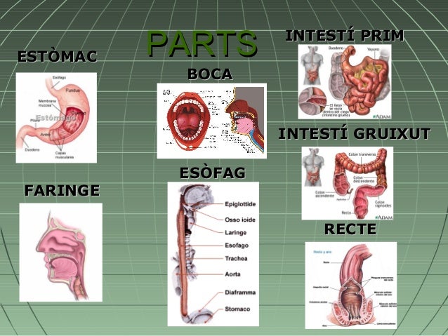 APARELLS I SISTEMES DEL COS HUMÀ