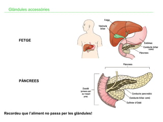 Glàndules accessòries

FETGE

PÀNCREES

Recordeu que l’aliment no passa per les glàndules!

 