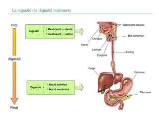 La ingestió i la digestió d’aliments

Inici

Glàndules salivals
Ingestió

• Masticació → dents
• Insalivació → saliva
Llengua

Bol alimentari

Dents
Laringe

Esòfag

Epiglotis

digestió
Fetge
Estómac

Digestió

Final

• Acció química
• Acció mecànica

Pàncrees

 