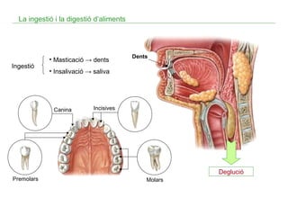 La ingestió i la digestió d’aliments

Ingestió

• Masticació → dents

Dents

• Insalivació → saliva

Canina

Incisives

Deglució
Premolars

Molars

 