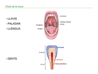 Parts de la boca

- LLAVIS
- PALADAR
- LLENGUA

- DENTS

 