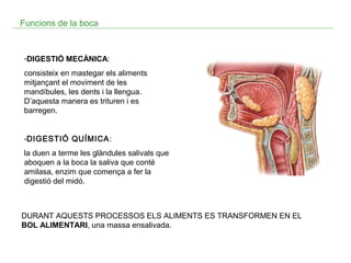 Funcions de la boca

-DIGESTIÓ MECÀNICA:
consisteix en mastegar els aliments
mitjançant el moviment de les
mandíbules, les dents i la llengua.
D’aquesta manera es trituren i es
barregen.
-DIGESTIÓ QUÍMICA:
la duen a terme les glàndules salivals que
aboquen a la boca la saliva que conté
amilasa, enzim que comença a fer la
digestió del midó.

DURANT AQUESTS PROCESSOS ELS ALIMENTS ES TRANSFORMEN EN EL
BOL ALIMENTARI, una massa ensalivada.

 