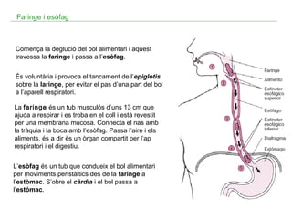 Faringe i esòfag

Comença la deglució del bol alimentari i aquest
travessa la faringe i passa a l’esòfag.
És voluntària i provoca el tancament de l’epiglotis
sobre la laringe, per evitar el pas d’una part del bol
a l’aparell respiratori.
La faringe és un tub musculós d’uns 13 cm que
ajuda a respirar i es troba en el coll i està revestit
per una membrana mucosa. Connecta el nas amb
la tràquia i la boca amb l’esòfag. Passa l’aire i els
aliments, és a dir ès un òrgan compartit per l’ap
respiratori i el digestiu.
L’esòfag és un tub que condueix el bol alimentari
per moviments peristàltics des de la faringe a
l’estòmac. S’obre el càrdia i el bol passa a
l’estómac.

 