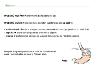 Estòmac

DIGESTIÓ MECÀNICA: moviments barrejadors del bol.
DIGESTIÓ QUÍMICA: les glàndules secreten substàncies, el suc gàstric:
- àcid clorhídric  trenca enllaços químics, destrueix microbis i proporciona un medi àcid.
- pepsina  enzim que degrada les proteïnes a pèptids.
- mucina  protegeix les cèl.lules de la paret de l’estómac de l’àcid i la pepsina

Després d’aquests processos el bol s’ha convertit en el
quim i surt pel pílor per anar a l’intestí prim.

Pílor

 