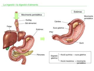 La ingestió i la digestió d’aliments
Estómac
Moviments peristàltics

Moviments
peristàltics

Esòfag

Càrdies

Bol alimentari
Fetge
Estómac

Sucs gàstrics
Pílor

Quim

Pàncrees

Digestió
gàstrica

• Acció química → sucs gàstrics
• Acció mecànica → moviments
peristàltics

 
