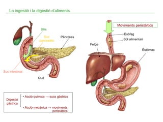 La ingestió i la digestió d’aliments

Moviments peristàltics
Bilis
Suc
pancreàtic

Esòfag

Pàncrees

Bol alimentari
Fetge
Estómac

Suc intestinal
Quil

Digestió
gàstrica

• Acció química → sucs gàstrics
• Acció mecànica → moviments
peristàltics

 