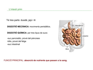 L‘intestí prim

Té tres parts: duodé, jejú i ili
DIGESTIÓ MECÀNICA: moviments peristàltics.
DIGESTIÓ QUÍMICA: per tres tipus de sucs:
-suc pancreàtic, prové del pàncrees
-bilis, prové del fetge
-suc intestinal

FUNCIÓ PRINCIPAL: absorció de nutrients que passen a la sang.

 