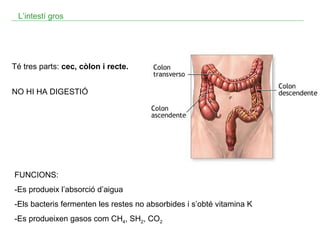 L’intestí gros

Té tres parts: cec, còlon i recte.
NO HI HA DIGESTIÓ

FUNCIONS:
-Es produeix l’absorció d’aigua
-Els bacteris fermenten les restes no absorbides i s’obté vitamina K
-Es produeixen gasos com CH4, SH2, CO2

 