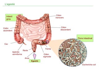 L’egestió

Còlon
transvers

Intestí
gros

Còlon
descendent

Colòn
ascendent

Flora intestinal
Cec

Apèndix
vermiforme

Femta

Recte

Còlon
sigmoide

Anus
Egestió

Escherichia coli

 