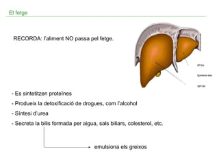 El fetge

RECORDA: l’aliment NO passa pel fetge.

- Es sintetitzen proteïnes
- Produeix la detoxificació de drogues, com l’alcohol
- Síntesi d’urea
- Secreta la bilis formada per aigua, sals biliars, colesterol, etc.

emulsiona els greixos

 