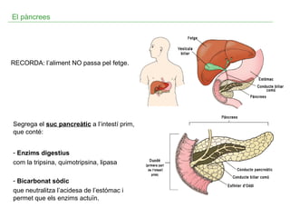 El pàncrees

RECORDA: l’aliment NO passa pel fetge.

Segrega el suc pancreàtic a l’intestí prim,
que conté:
- Enzims digestius
com la tripsina, quimotripsina, lipasa
- Bicarbonat sòdic
que neutralitza l’acidesa de l’estómac i
permet que els enzims actuïn.

 