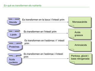 En què es transformen els nutrients

Glúcids
Glúcids

Lípids
Lípids

Es transformen en la boca i l’intestí prim

Es transformen en l’intestí prim
Es transformen en l’estómac i l’ intestí
prim

Proteïnes
Proteïnes

Àcids
Àcids
nucleics
nucleics

Es transformen en l’estómac i l’intestí
prim

Monosacàrids

Àcids
grassos

Aminoàcids
Aminoàcids

Pentosa, glùcid i i
Pentosa, glùcid
base nitrogenada
base nitrogenada

 