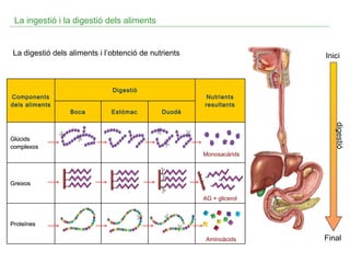 La ingestió i la digestió dels aliments

La digestió dels aliments i l’obtenció de nutrients

Components
dels aliments

Boca

Estómac

Duodè

Nutrients
resultants

digestió

Glúcids
complexos

Digestió

Inici

Monosacàrids

Greixos
AG + glicerol

Proteïnes
Aminoàcids

Final

 