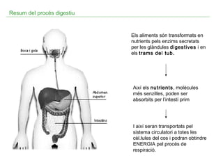 Resum del procés digestiu

Els aliments són transformats en
nutrients pels enzims secretats
per les glàndules digestives i en
els trams del tub.

Així els nutrients, molècules
més senzilles, poden ser
absorbits per l’intestí prim

I així seran transportats pel
sistema circulatori a totes les
cèl.lules del cos i podran obtindre
ENERGIA pel procés de
respiració.

 