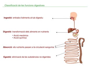 Classificació de les funcions digestives

Ingestió: entrada d’aliments al tub digestiu

Digestió: transformació dels aliments en nutrients
• Acció mecànica
• Acció química

Absorció: els nutrients passen a la circulació sanguínia

Egestió: eliminació de les substàncies no digerides

 