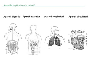 Aparells implicats en la nutrició

Aparell digestiu

Aparell excretor

Aparell respiratori

Aparell circulatori

 