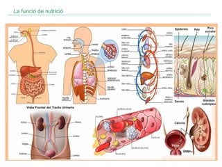La funció de nutrició

 