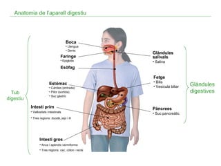 Anatomia de l’aparell digestiu

Boca
• Llengua
• Dents

Faringe
• Epiglotis

Glàndules
salivals
• Saliva

Esòfag
Fetge
Estómac

Tub
digestiu

• Càrdies (entrada)
• Pílor (sortida)
• Suc gàstric

Intestí prim
• Vellositats intestinals
• Tres regions: duodè, jejú i ili

Intestí gros
• Anus i apèndix vermiforme
• Tres regions: cec, còlon i recte

• Bilis
• Vesícula biliar

Pàncrees
• Suc pancreàtic

Glàndules
digestives

 