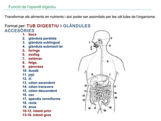 Funció de l’aparell digestiu
Transformar els aliments en nutrients i així poder ser assimilats per les cèl.lules de l’organisme.

Format per: TUB DIGESTIU i GLÀNDULES
ACCESÒRIES
1. boca
2. glàndula paròtida
3. glàndula sublingual
4. glàndula submaxil·lar
5. faringe
6. esòfag
7. estómac
8. fetge.
9. pàncrees
10. duodè
11. jejú
12. ili
13. còlon ascendent
14. còlon transvers
15. còlon descendent
16. cec
17. apèndix vermiforme
18. recte
19. anus
10-12. intestí prim
13-18. intestí gros

 