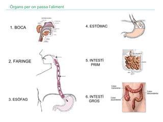 Òrgans per on passa l’aliment

1. BOCA

4. ESTÒMAC

2. FARINGE

5. INTESTÍ
iiiiPRIM

3. ESÒFAG

6. INTESTÍ
iiiiGROS

 