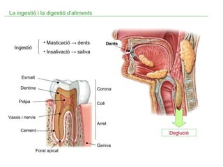 Dents Deglució Corona Coll Arrel Esmalt Dentina Polpa Cement Forat apical Geniva Vasos i nervis La ingestió i la digestió d’aliments Ingestió Masticació  -> dents Insalivació -> saliva 