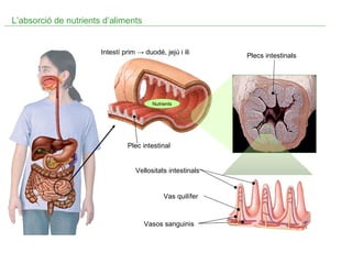 Intestí prim  -> duodé, jejú i ili  Plecs intestinals Vas quilífer Vasos sanguinis Plec intestinal Nutrients Vellositats intestinals L’absorció de nutrients d’aliments 