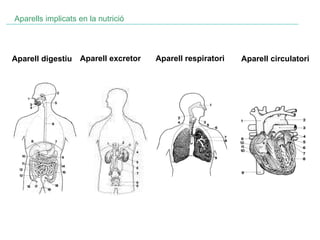 Aparell digestiu Aparell excretor Aparells implicats en la nutrició Aparell respiratori Aparell circulatori 
