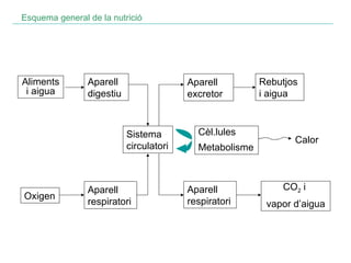Esquema general de la nutrició Aliments i aigua Oxigen Sistema circulatori Cèl.lules  Metabolisme Rebutjos i aigua CO 2  i  vapor d’aigua Aparell respiratori Aparell respiratori Calor Aparell excretor Aparell digestiu 