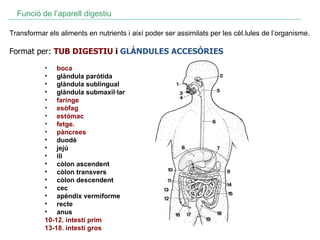 Transformar els aliments en nutrients i així poder ser assimilats per les cèl.lules de l’organisme. boca glàndula paròtida glàndula sublingual glàndula submaxil·lar faringe esòfag estómac fetge.  pàncrees duodè   jejú ili còlon   ascendent   còlon transvers còlon descendent   cec apèndix vermiforme recte anus   10-12.   intestí prim   13-18.   intestí gros Funció de l’aparell digestiu Format per:  TUB DIGESTIU  i  GLÀNDULES ACCESÒRIES 