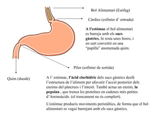Bol Alimentari (Esòfag) Càrdies (esfínter d’ entrada) A l'estómac  el bol alimentari es barreja amb els  sucs   gàstrics , hi resta unes hores, i en surt convertit en una “papilla” anomenada quim. Pílor (esfínter de sortida) Quim (duodé) A l’ estómac,  l’àcid clorhídric  dels sucs gàstrics desfà l’estructura de l’aliment per afavorir l’acció posterior dels enzims del pàncrees i l’intestí. També actua un enzim,  la pepsina  , que trenca les proteïnes en cadenes més petites d’Aminoàcids. (el trencament no és complert). L'estómac produeix moviments peristàltics, de forma que el bol alimentari es vagui barrejant amb els sucs gàstrics. 