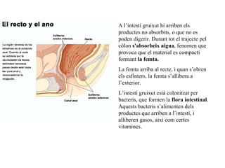 A l’intestí gruixut hi arriben els productes no absorbits, o que no es poden digerir. Durant tot el trajecte pel còlon  s'absorbeix aigua , fenomen que provoca que el material es compacti formant  la femta. La femta arriba al recte, i quan s’obren els esfínters, la femta s’allibera a l’exterior. L ’ intestí gruixut està colonitzat per bacteris, que formen la  flora intestinal . Aquests bacteris s’alimenten dels productes que arriben a l’intestí, i alliberen gasos, així com certes vitamines. 