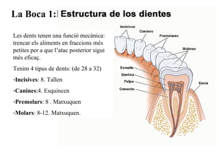 La Boca 1:Les dents Les dents tenen una funció mecànica: trencar els aliments en fraccions més petites per a que l’atac posterior sigui més eficaç. Tenim 4 tipus de dents: (de 28 a 32) Incisives : 8. Tallen Canin e s :4. Esquincen Premolars : 8 . Matxuquen Molars : 8-12. Matxuquen. 