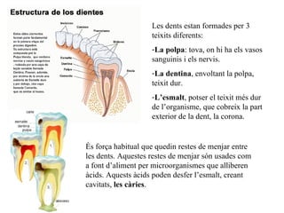Les dents estan formades per 3 teixits diferents: La polpa : tova, on hi ha els vasos sanguinis i els nervis. La dentina , envoltant la polpa, teixit dur. L’esmalt , potser el teixit més dur de l’organisme, que cobreix la part exterior de la dent, la corona. És força habitual que quedin restes de menjar entre les dents. Aquestes restes de menjar són usades com a font d’aliment per microorganismes que alliberen àcids. Aquests àcids poden  desfer  l’esmalt, creant cavitats,  les càries .  