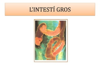 L’INTESTÍ GROS
 