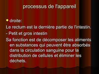 processus de l'appareil
 droite:

Le rectum est la dernière partie de l'intestin.
- Petit et gros intestin
Sa fonction est de décomposer les aliments
en substances qui peuvent être absorbés
dans la circulation sanguine pour la
distribution de cellules et éliminer les
déchets.

 