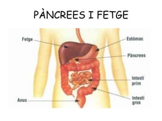 PÀNCREES I FETGE

 
