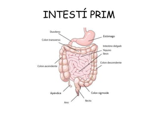 INTESTÍ PRIM

 