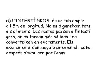 G) L’INTESTÍ GROS: és un tub ample
d’1,5m de longitud. No es digereixen tots
els aliments. Les restes passen a l’intestí
gros, on es tornen més sòlides i es
converteixen en excrements. Els
excrements s’emmagatzemen en el recte i
després s’expulsen per l’anus.

 