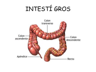 INTESTÍ GROS

 