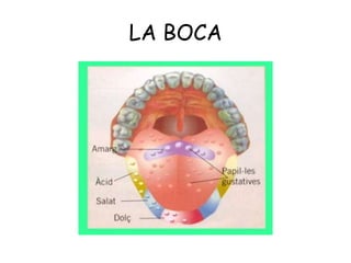 LA BOCA

 