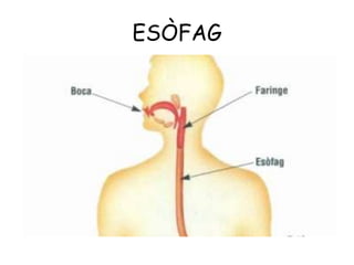 ESÒFAG

 