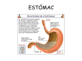 ESTÓMAC

 