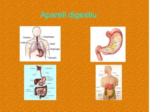 Aparell digestiu 
 