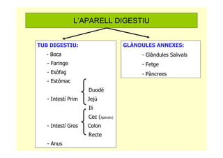 TUB DIGESTIU:
- Boca
- Faringe
- Esòfag
- Estómac
Duodé
- Intestí Prim Jejú
Ili
Cec (Apèndix)
- Intestí Gros Colon
Recte
- Anus
GLÀNDULES ANNEXES:
- Glàndules Salivals
- Fetge
- Pàncrees
L’APARELL DIGESTIU
 