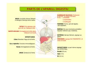 PARTS DE L’APARELL DIGESTIUPARTS DE L’APARELL DIGESTIU
BOCA: Les dents trituren l’aliment
i la llengua el barreja amb la saliva.
FETGE: És la glàndula més
gran del cos. Segrega la bilis.
BUFETA BILIAR: Emmagatzema la bilis abans
d’abocar-la al duodé
INTESTÍ GROS
Colon Absorbeix l’aigua de la femta
Cec o Apèndix: Funcions immunològiques
Recte: Emmagatzema la femta
ANUS: Sortida de la femta
GLÀNDULES SALIVALS: Produeixen
la SALIVA i la vessen a la boca.
Hi ha : - 2 Paròtides
- 2 Submaxilars
- 2 Sublinguals
FARINGE: Forma part del digestiu
i del respiratori.
ESÒFAG: Els seus moviments peristàltics
impulsen l’aliment cap a l’estómac.
PÀNCREES: segrega SUC PANCREÀTIC i el
vessa al duodé.
ESTÓMAC: Barreja l’aliment, segrega suc
gàstric.
INTESTÍ PRIM: La part interna segrega
SUC INTESTINAL.
Duodé (25 cm)
Jejú (3 m)
Ili (3,5 m)
 