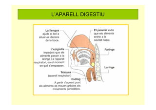 L’APARELL DIGESTIU
 