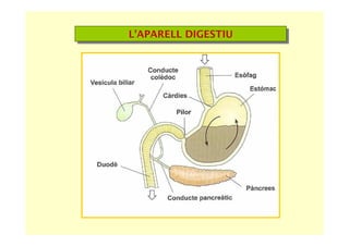 L’APARELL DIGESTIUL’APARELL DIGESTIU
 