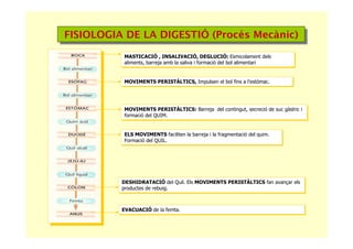 FISIOLOGIA DE LA DIGESTIÓ (Procés Mecànic)FISIOLOGIA DE LA DIGESTIÓ (Procés Mecànic)
MASTICACIÓ , INSALIVACIÓ, DEGLUCIÓ: Esmicolament dels
aliments, barreja amb la saliva i formació del bol alimentari
MASTICACIÓ , INSALIVACIÓ, DEGLUCIÓ: Esmicolament dels
aliments, barreja amb la saliva i formació del bol alimentari
MOVIMENTS PERISTÀLTICS, Impulsen el bol fins a l’estòmac.MOVIMENTS PERISTÀLTICS, Impulsen el bol fins a l’estòmac.
MOVIMENTS PERISTÀLTICS: Barreja del contingut, secreció de suc gàstric i
formació del QUIM.
MOVIMENTS PERISTÀLTICS: Barreja del contingut, secreció de suc gàstric i
formació del QUIM.
ELS MOVIMENTS faciliten la barreja i la fragmentació del quim.
Formació del QUIL.
ELS MOVIMENTS faciliten la barreja i la fragmentació del quim.
Formació del QUIL.
DESHIDRATACIÓ del Quil. Els MOVIMENTS PERISTÀLTICS fan avançar els
productes de rebuig.
DESHIDRATACIÓ del Quil. Els MOVIMENTS PERISTÀLTICS fan avançar els
productes de rebuig.
EVACUACIÓ de la femta.EVACUACIÓ de la femta.
 