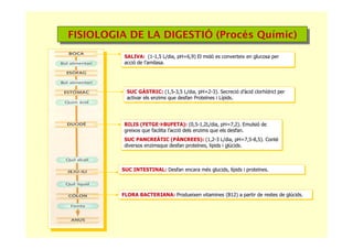 FISIOLOGIA DE LA DIGESTIÓ (Procés Químic)FISIOLOGIA DE LA DIGESTIÓ (Procés Químic)
SALIVA: (1-1,5 L/dia, pH=6,9) El midó es converteix en glucosa per
acció de l’amilasa.
SALIVA: (1-1,5 L/dia, pH=6,9) El midó es converteix en glucosa per
acció de l’amilasa.
SUC GÀSTRIC: (1,5-3,5 L/dia, pH=2-3). Secreció d’àcid clorhídricl per
activar els enzims que desfan Proteïnes i Lípids.
SUC GÀSTRIC: (1,5-3,5 L/dia, pH=2-3). Secreció d’àcid clorhídricl per
activar els enzims que desfan Proteïnes i Lípids.
BILIS (FETGE BUFETA): (0,5-1,2L/dia, pH=7,2). Emulsió de
greixos que facilita l’acció dels enzims que els desfan.
SUC PANCREÀTIC (PÀNCREES): (1,2-3 L/dia, pH=7,5-8,5). Conté
diversos enzimsque desfan proteïnes, lipids i glúcids.
BILIS (FETGE BUFETA): (0,5-1,2L/dia, pH=7,2). Emulsió de
greixos que facilita l’acció dels enzims que els desfan.
SUC PANCREÀTIC (PÀNCREES): (1,2-3 L/dia, pH=7,5-8,5). Conté
diversos enzimsque desfan proteïnes, lipids i glúcids.
SUC INTESTINAL: Desfan encara més glucids, lípids i proteïnes.SUC INTESTINAL: Desfan encara més glucids, lípids i proteïnes.
FLORA BACTERIANA: Produeixen vitamines (B12) a partir de restes de glúcids.FLORA BACTERIANA: Produeixen vitamines (B12) a partir de restes de glúcids.
 